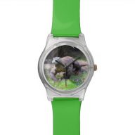 Komodo Dragon Watch – May 28th Watch